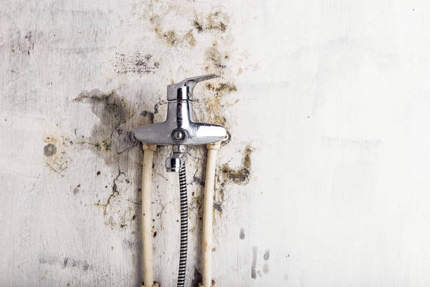 Best Professional Mold Removal  in Bardonia, NY