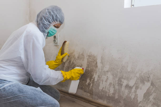 Best Mold Testing and Removal  in Bardonia, NY