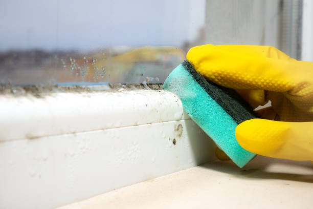 Best Affordable Mold Removal  in Bardonia, NY