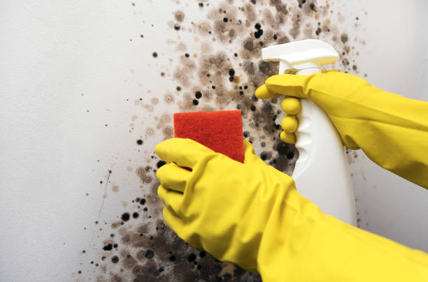 Best Black Mold Removal  in Bardonia, NY