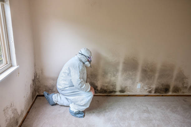 Best Mold Cleaning Services  in Bardonia, NY