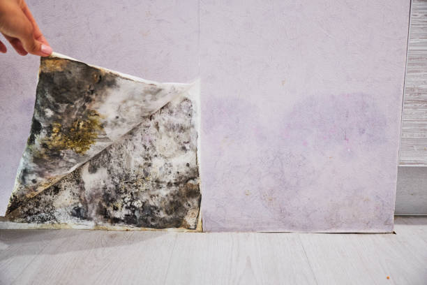 Best Residential Mold Removal  in Bardonia, NY